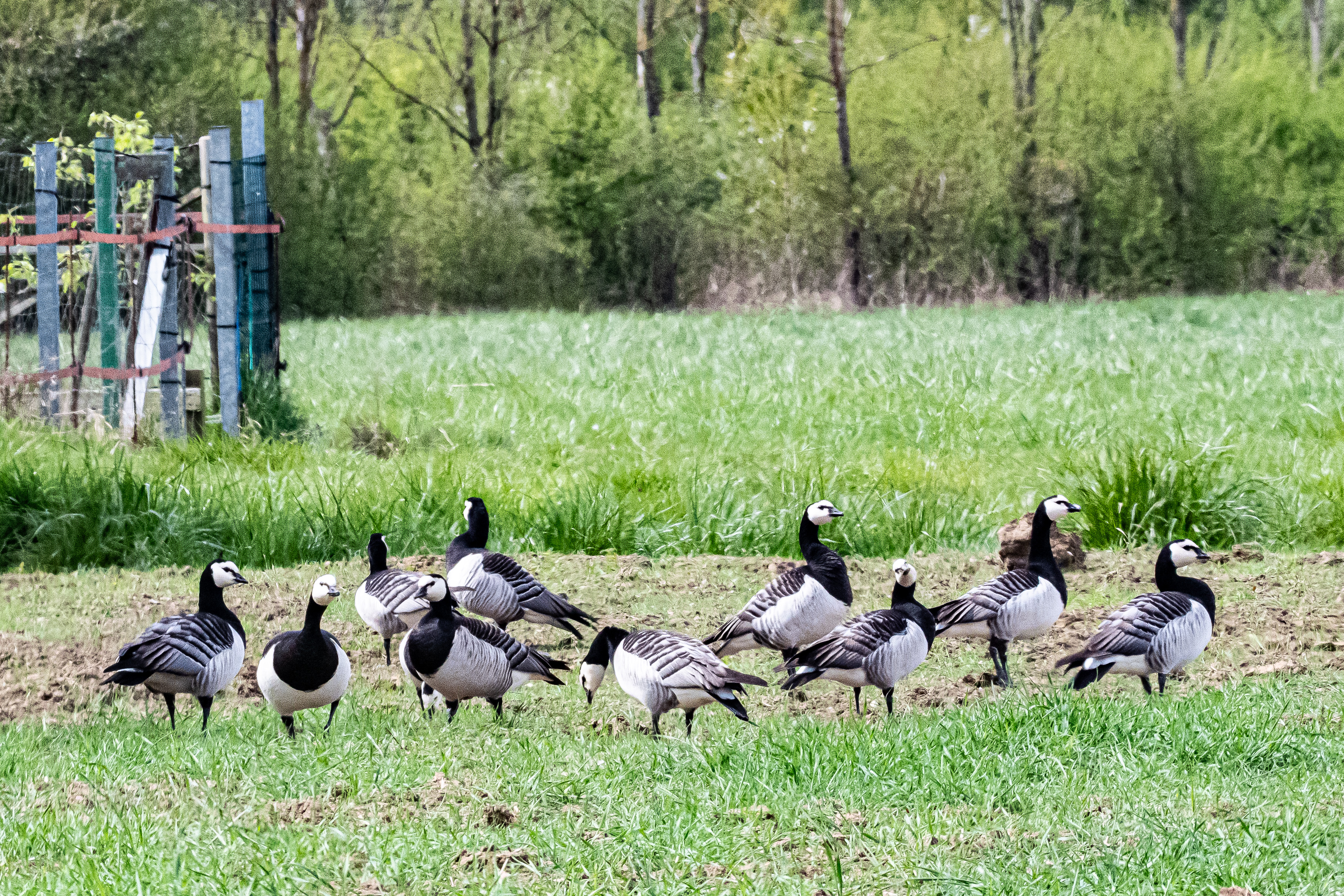 Les Bernaches nonnettes de Mont-Bernanchon, Hauts de France (Barnacle goose, Branta leucopsis), .